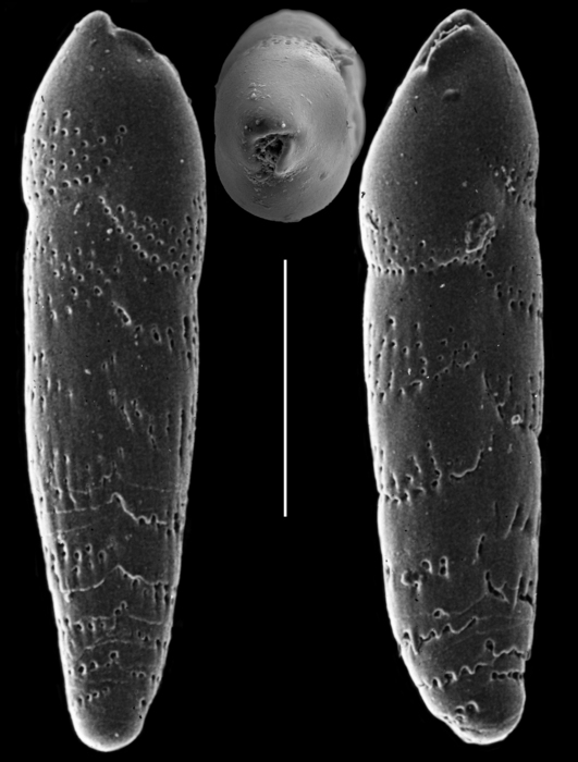 Bolivinellina transluscens Bolivinellina transluscens