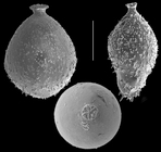 Bombulina echinata