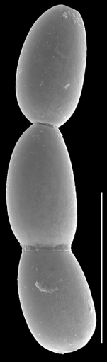 Botuloides pauciloculus