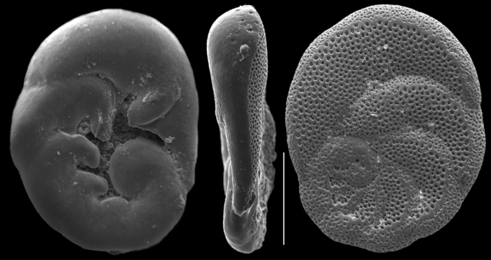 Bronnimannia haliotis