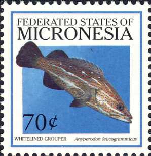 Anyperodon leucogrammicus Anyperodon leucogrammicus