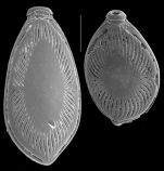 Buchnerina radiatomarginata