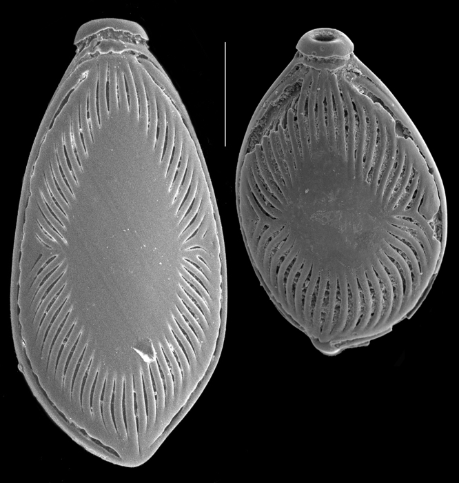 Buchnerina radiatomarginata