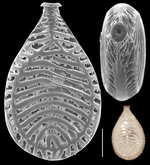 Buchnerina schulzeana