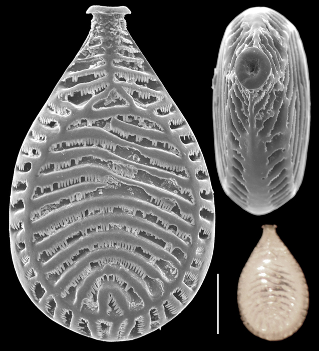 Buchnerina schulzeana