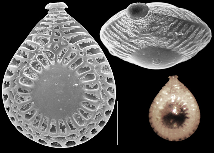 Buchnerina yokoyamae