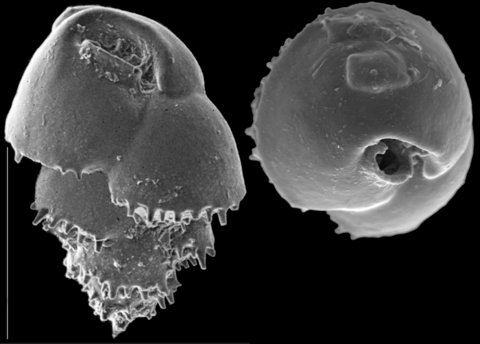 Bulimina marginata Bulimina marginata