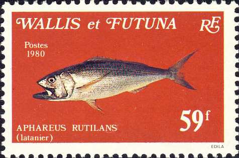 Aphareus rutilans Aphareus rutilans