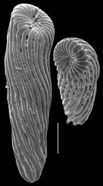 Buliminoides williamsonianus