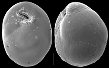Burseolina pacifica