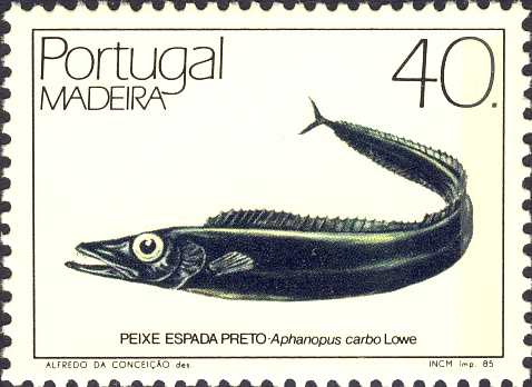 Aphanopus carbo Aphanopus carbo