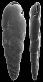 Cassidelina subcapitata