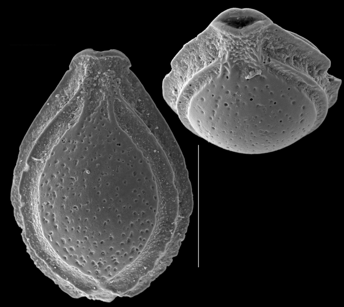 Cerebrina claricerviculata