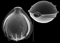 Cerebrina conformata