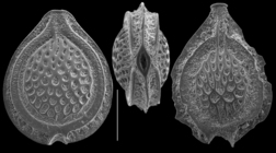 Cerebrina lacunata