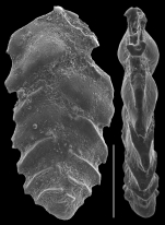 Cheilochanus fimbriatus