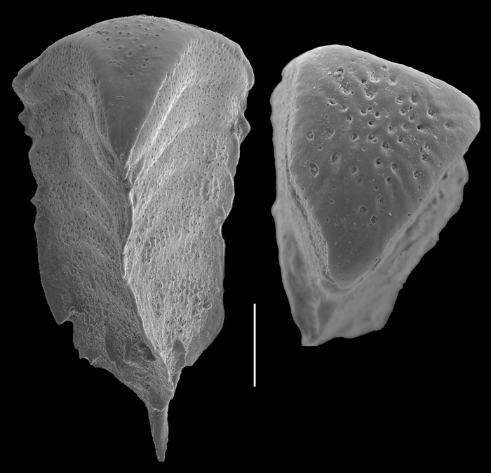 Chrysalidinella dimorpha Chrysalidinella dimorpha