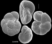 Cibicides tabaensis