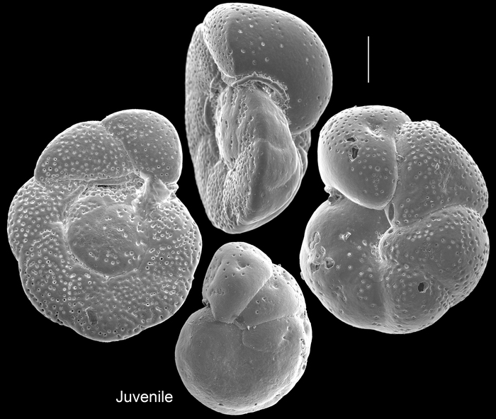 Cibicides tabaensis
