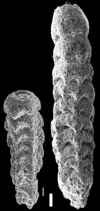 Clavulina difformis Clavulina difformis