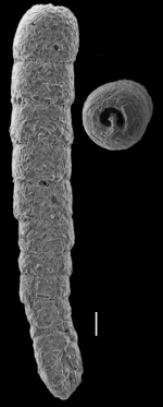 Clavulina multicamerata