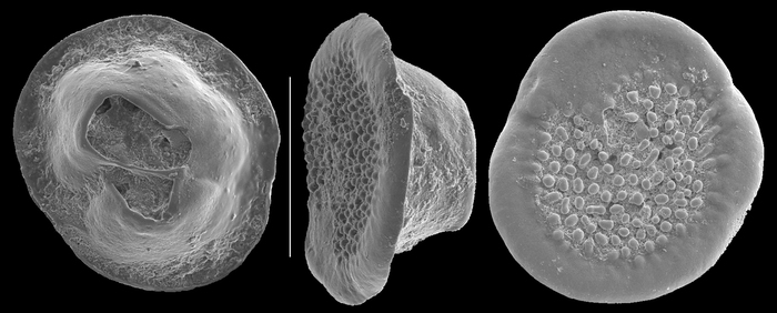 Colonimilesia coronata