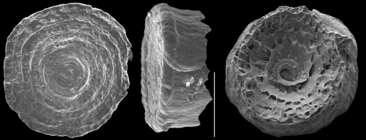 Conicospirillinoides denticulatus