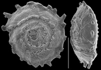 Conicospirillinoides intricatus