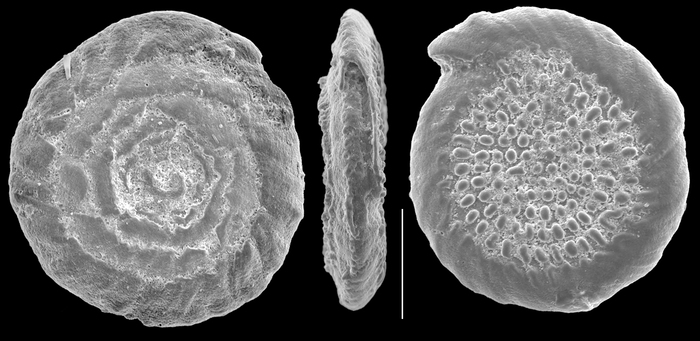 Conicospirillinoides semidecoratus