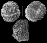 Conorbella pulvinata