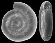 Cornuspira planorbis