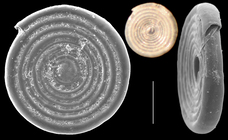 Cornuspira polygyra