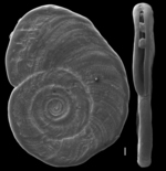 Cornuspiroides striolatus