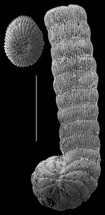 Coscinospira hemprichii