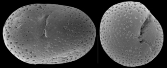 Cribrobaggina reniformis