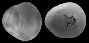 Cribromiliolinella subvalvularis