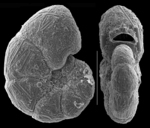 Cribrostomoides spiculotestus