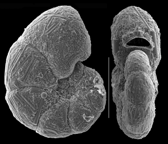 Cribrostomoides spiculotestus Cribrostomoides spiculotestus