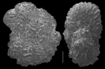 Cristatavultatus pacificus