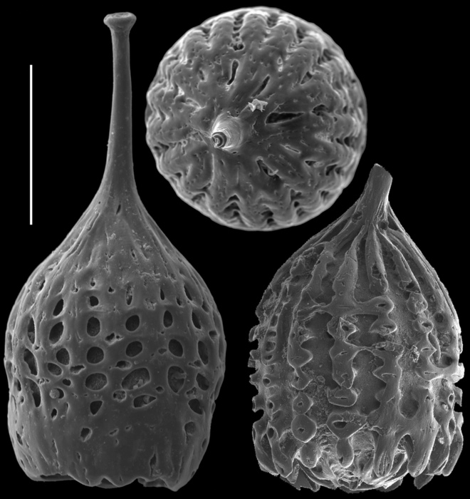 Cushmanina neodesmorpha