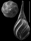 Cushmanina spiralis