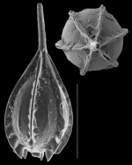 Cushmanina striatopunctata