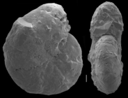 Cyclammina subtrullissata