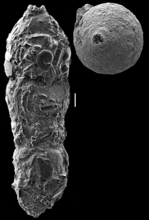 Cylindrociavulina bradyi Cylindrociavulina bradyi
