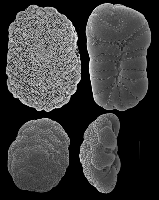Cymbaloporella tabellaeformis