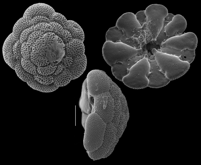 Cymbaloporetta bradyi Cymbaloporetta bradyi