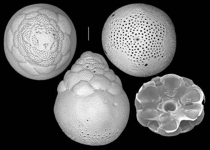 cymbaloporetta grandis