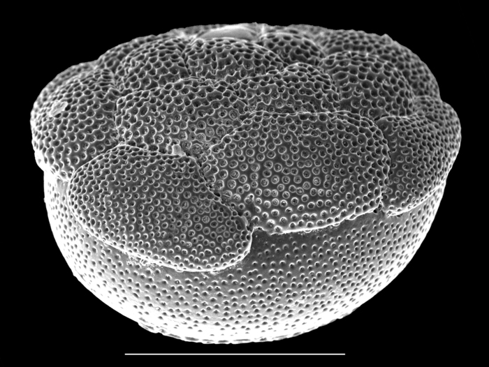 Cymbaloporetta plana Cymbaloporetta plana