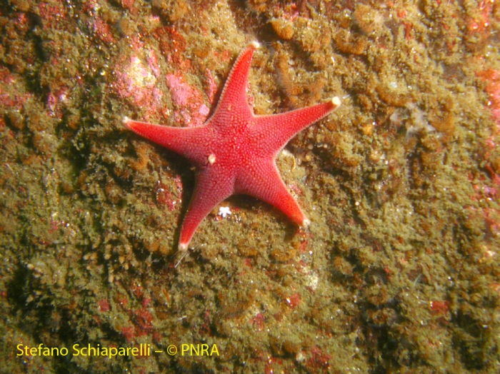 Odontaster validus species complex Odontaster validus species complex