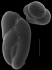 Delosina complexa